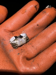 Lophopanopeus bellus