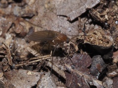 Mycetophilidae