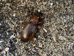 Nebria diversa