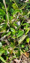 Vinca minor