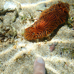 Halgerda willeyi