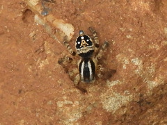 Stenaelurillus hirsutus