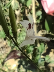 Andrographis paniculata