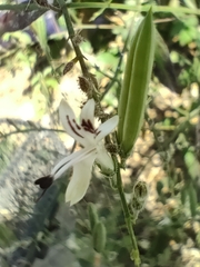 Andrographis paniculata
