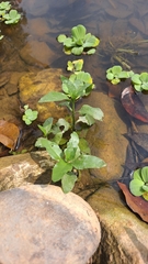 Gymnocoronis spilanthoides