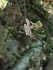Andrographis paniculata