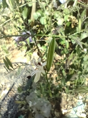 Andrographis paniculata