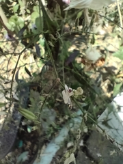 Andrographis paniculata