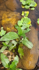 Gymnocoronis spilanthoides