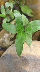 Gymnocoronis spilanthoides