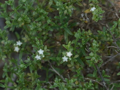 Echiochilon pauciflorum