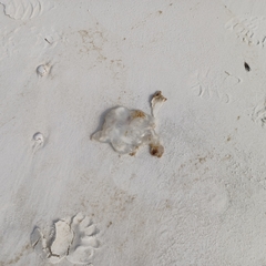 Catostylus tagi