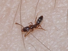 Hypoponera opacior