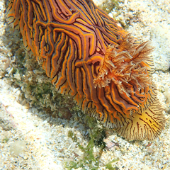 Halgerda willeyi