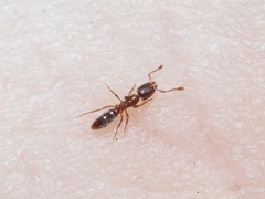 Hypoponera opacior