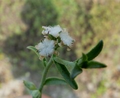 Echiochilon pauciflorum
