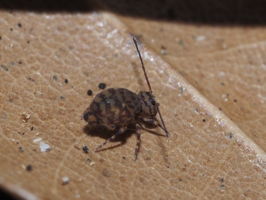 Globular Springtails in February 2023 by Eric Blomberg · iNaturalist