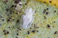 Corythucha confraterna