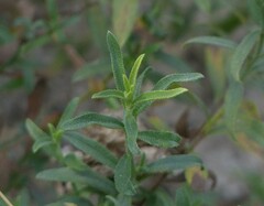 Echiochilon pauciflorum