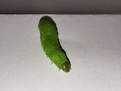 Phlogophora