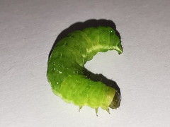 Phlogophora