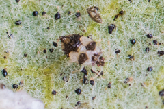 Corythucha confraterna