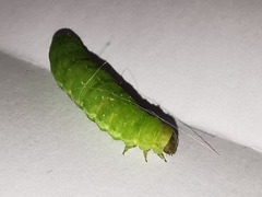 Phlogophora