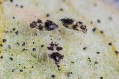 Corythucha confraterna