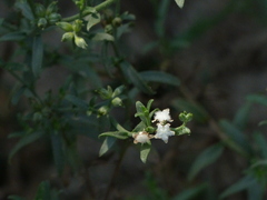 Echiochilon pauciflorum