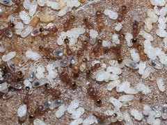 Pheidole navigans