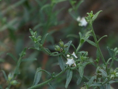 Echiochilon pauciflorum