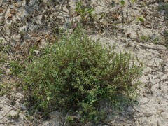 Echiochilon pauciflorum