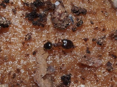 Pheidole navigans