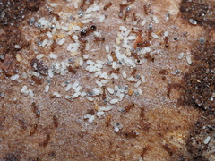 Pheidole navigans