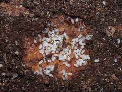 Pheidole navigans