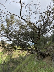 Juniperus californica