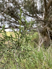 Juniperus californica