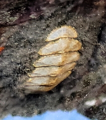 Mopalia muscosa