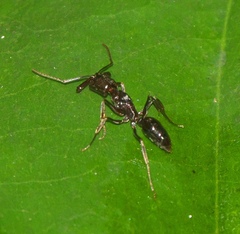 Odontomachus simillimus