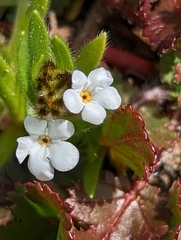 Plagiobothrys nothofulvus