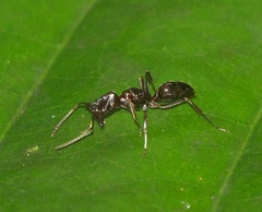 Odontomachus simillimus