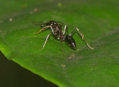 Odontomachus simillimus