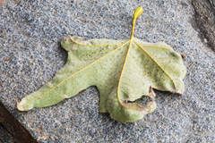 Corythucha confraterna