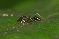 Odontomachus simillimus