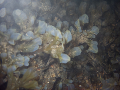 Dictyopteris undulata