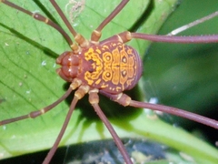 Cosmetinae