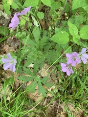 Geranium maculatum