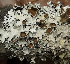 Parmotrema submarginale