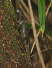 Emoia nigra