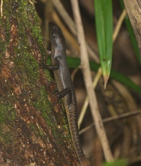 Emoia nigra